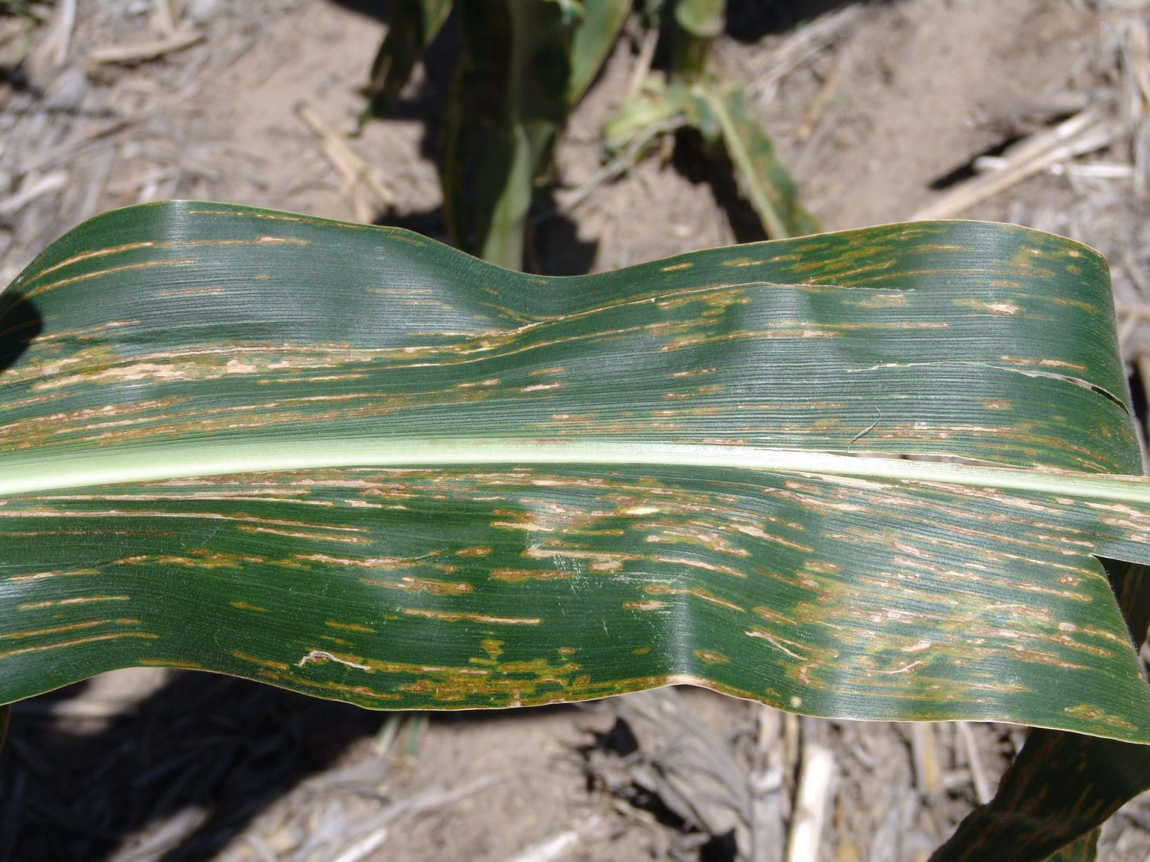 Bacterial Leaf Streak in Corn